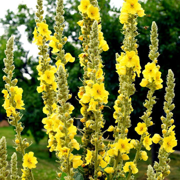 Verbascum Seeds – Great Mullein