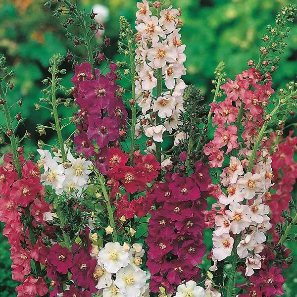 Verbascum Seeds – Mixed