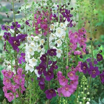 Verbascum Seeds – Oxtail