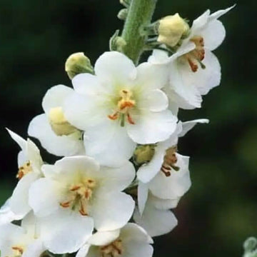 Verbascum Seeds – White Bride