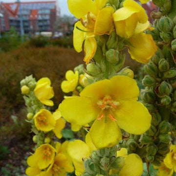 Verbascum Seeds – Yellow Thapsus