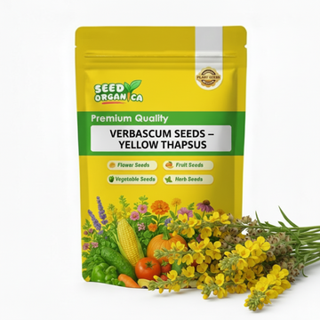 Verbascum Seeds – Yellow Thapsus