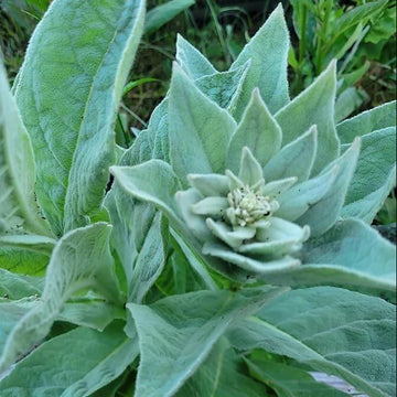 Verbascum Thapsus Seeds - Herbal Plant