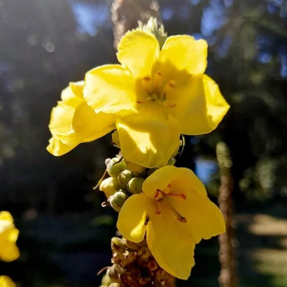 Verbascum Seeds – Yellow Thapsus