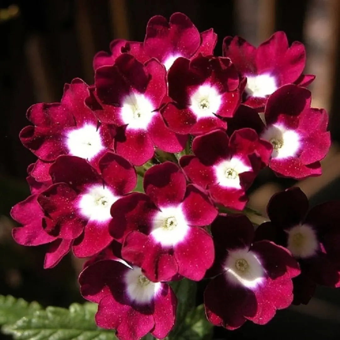 Verbena Seeds – Logro Burgundy