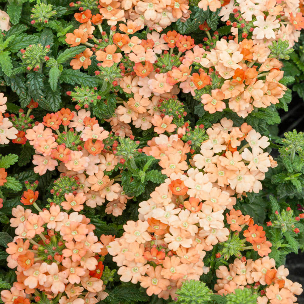 Verbena Seeds – Peach