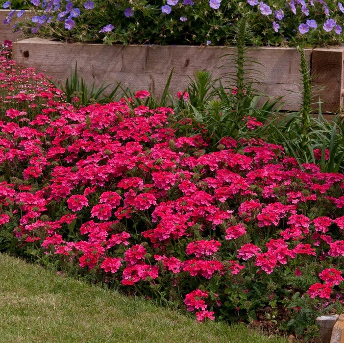 Verbena  Seeds – Pink