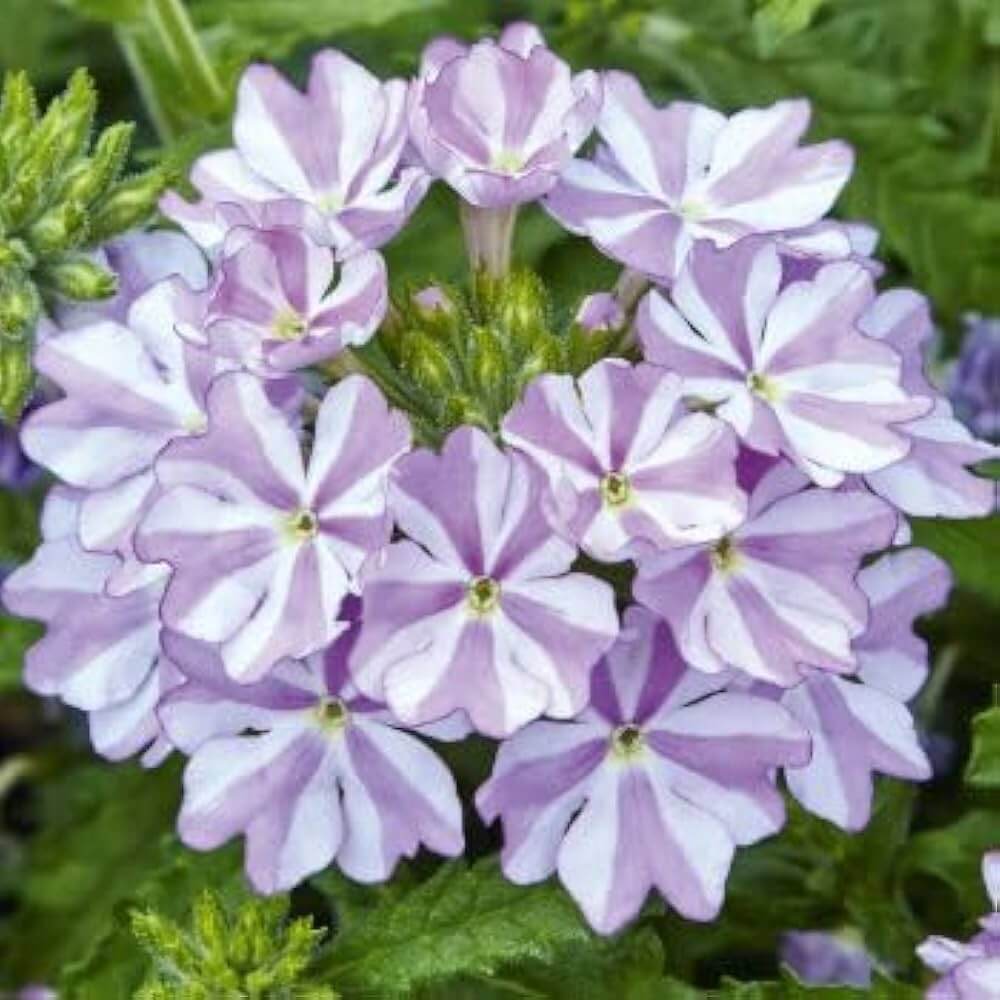 Verbena Seeds – Lavender White