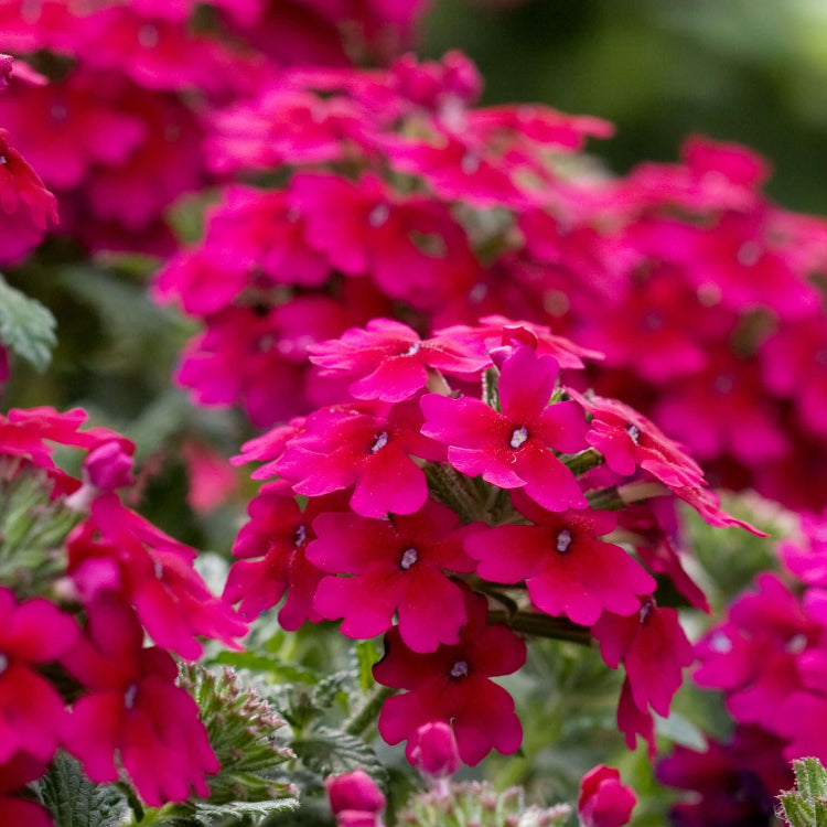 Verbena Seeds – Dark Pink