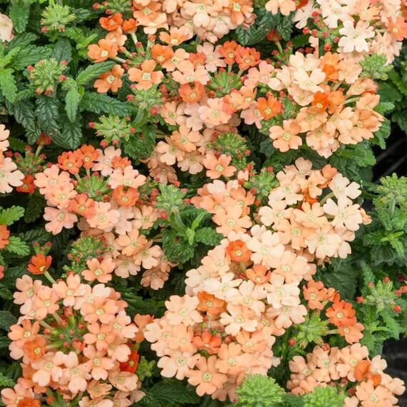 Verbena Seeds – Light Orange