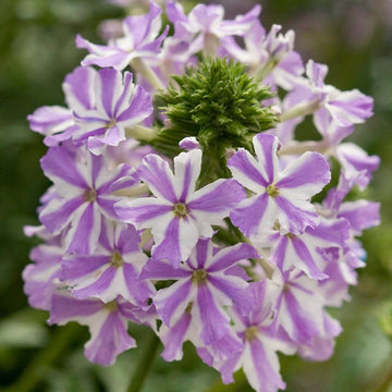 Verbena Seeds – Lavender White