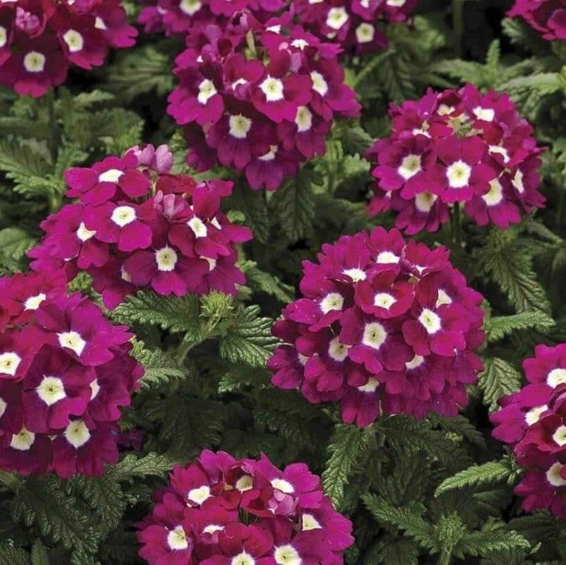 Verbena Seeds – Logro Burgundy