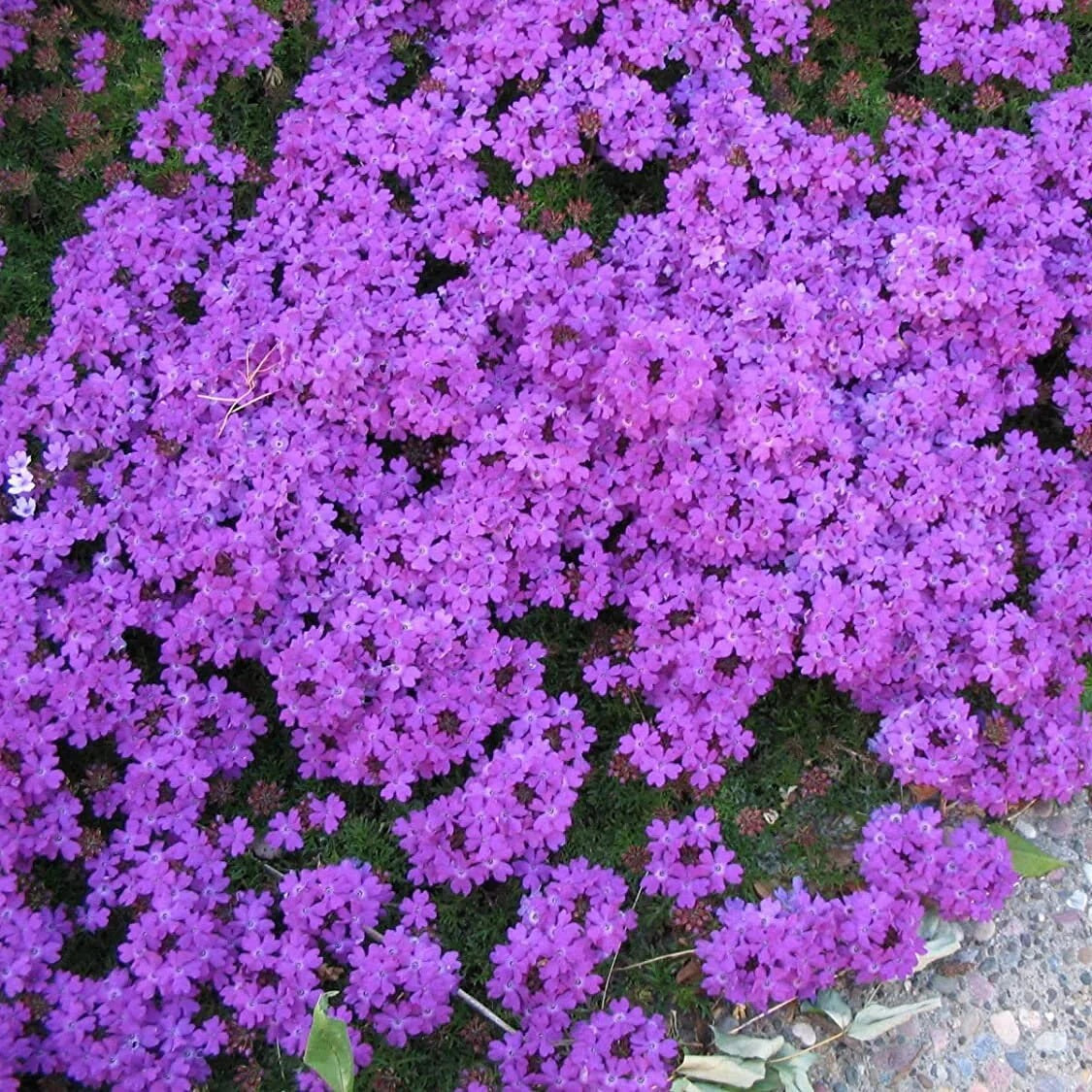 Verbena Seeds – Moss Groundcover