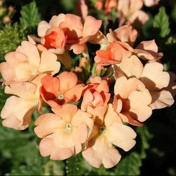 Verbena Seeds – Peach