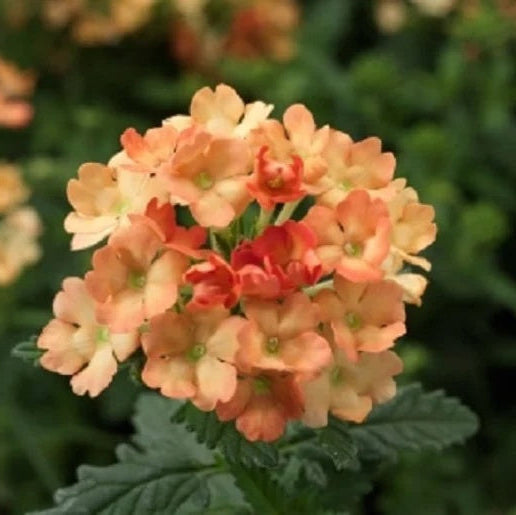 Verbena Seeds – Peach