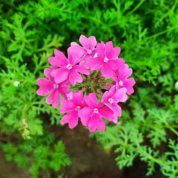 Verbena  Seeds – Pink