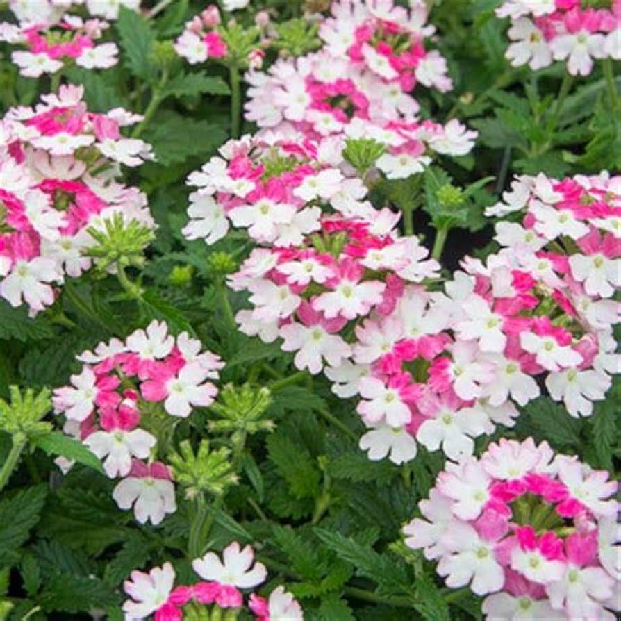 Verbena Seeds – Pink & White