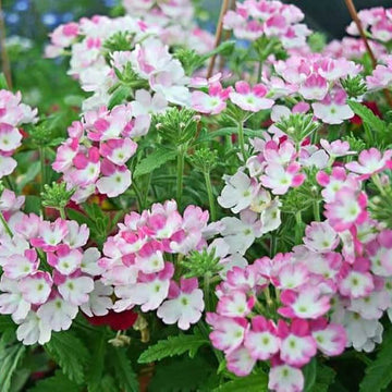 Verbena Seeds – Pink & White