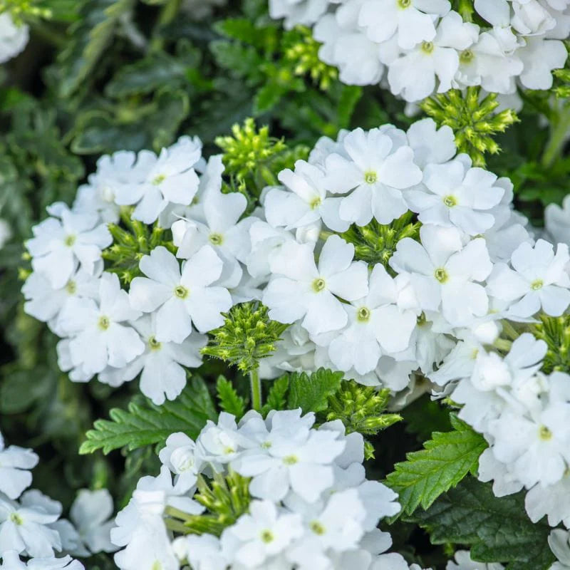 Verbena Seeds – Pure White