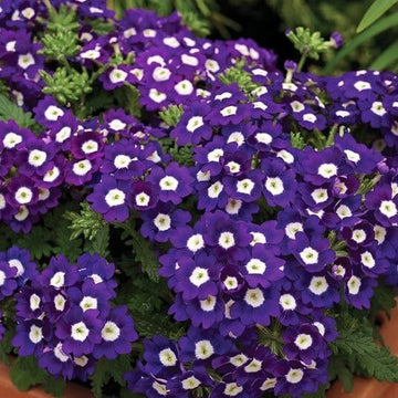 Verbena Seeds – Semi-Trailing