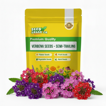 Verbena Seeds – Semi-Trailing