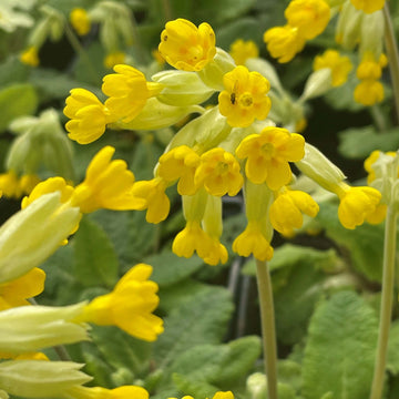 Veris Seeds – Wildflower Mix, Heirloom
