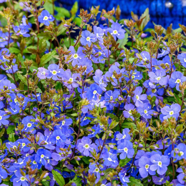 Veronica Repens Seeds – Creeping Speedwell Ground Cover