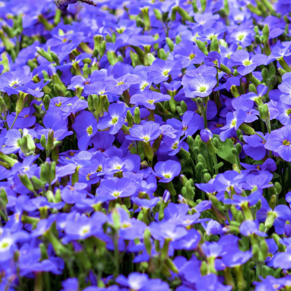 Veronica Repens Seeds – Creeping Speedwell Ground Cover