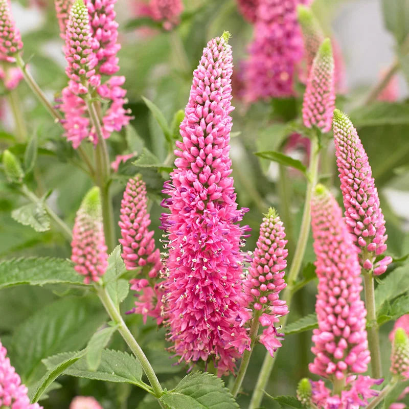 Veronica Seeds – Pink Potion