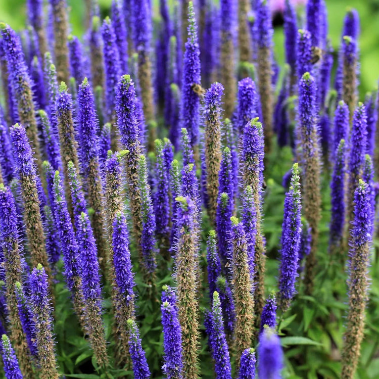 Veronica Seeds – Speedwell