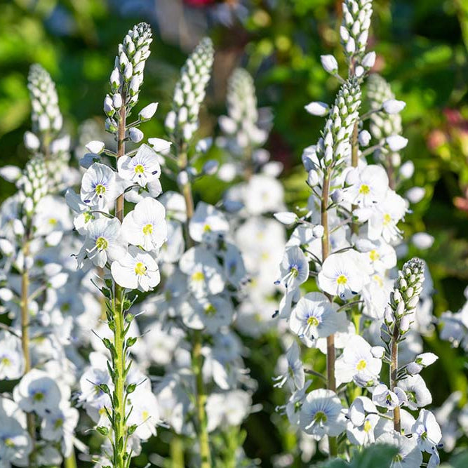 Veronica Seeds – White Speedwell
