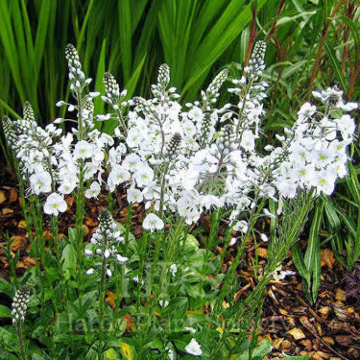 Veronica Seeds – White Speedwell
