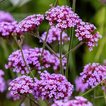 Vervain Seeds