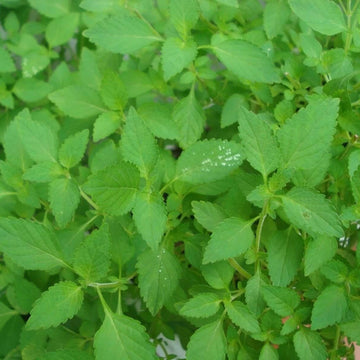 Vietnamese Balm Seeds - Herbal Plant