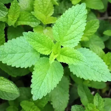 Vietnamese Balm Seeds - Herbal Plant
