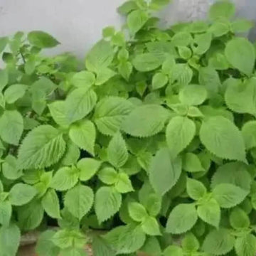 Vietnamese Lemon Mint Seeds - Herbal Plant