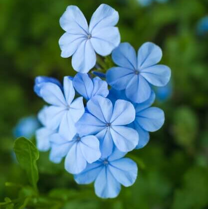 Vinca Seeds – Light Blue