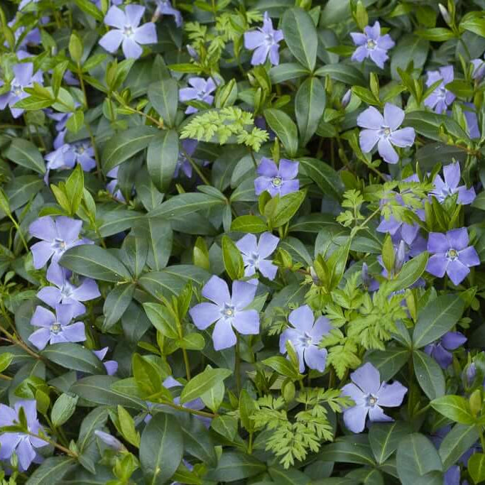 Vinca Seeds – Minor
