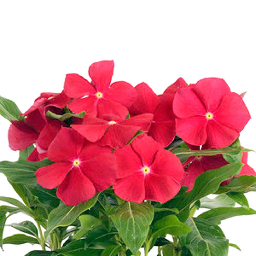Vinca Seeds – Red