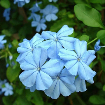 Vinca Seeds – Light Blue