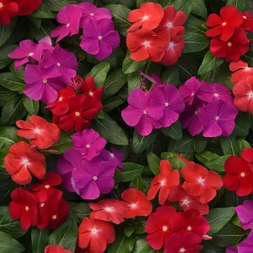 Vinca Seeds – Pacifica XP Mix
