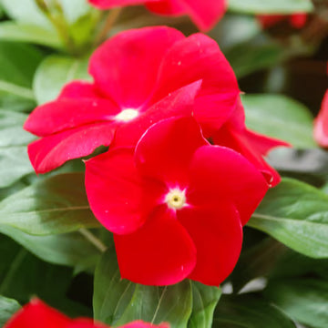 Vinca Seeds – Red