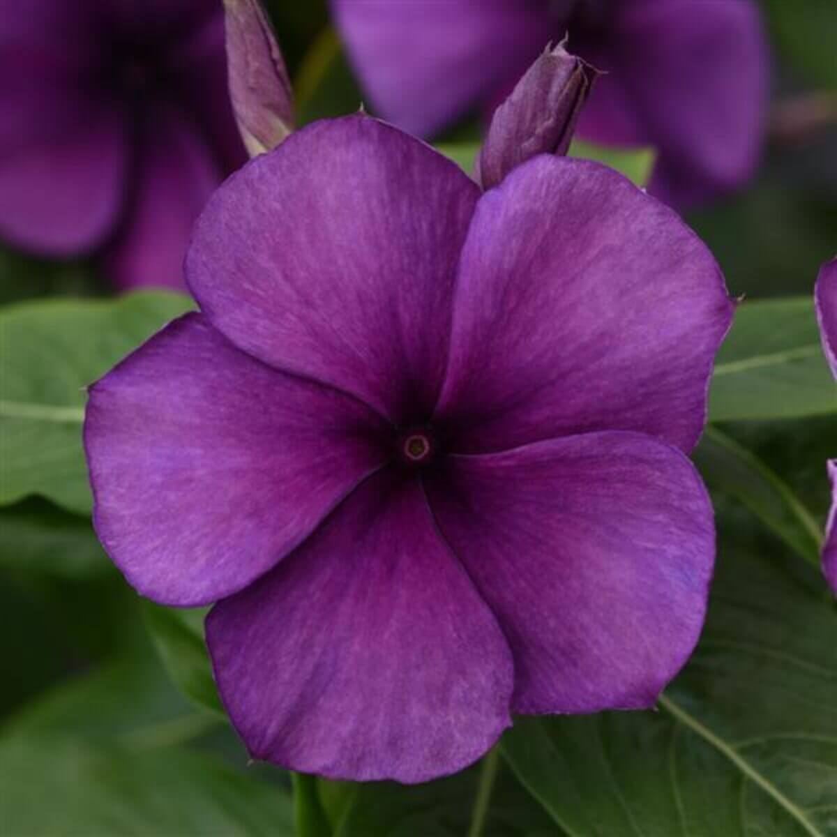Vinca Seeds – Violet