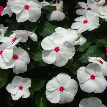 Vinca Seeds – White with Eye