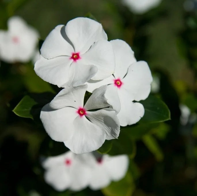 Vinca Seeds – White with Eye