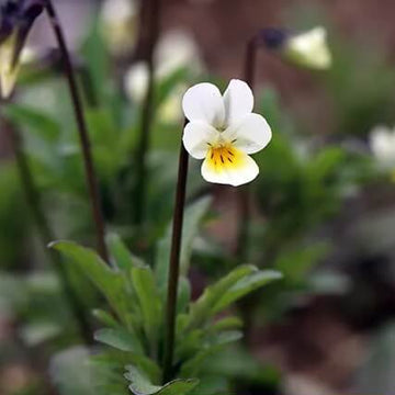 Yellow and White Pansy Seeds – Flower Plant
