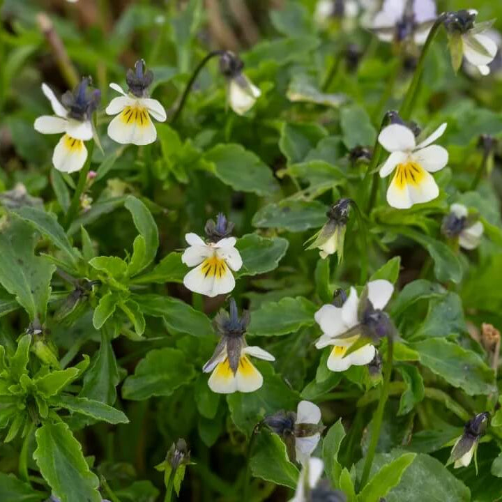 Viola Arvensis Seeds – Field Pansy