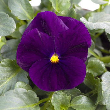Viola Cornuta Seeds – Sorbet Purple Ice
