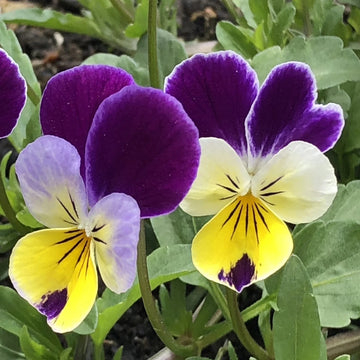 Viola Seeds – Johnny Jump Up Wildflower

