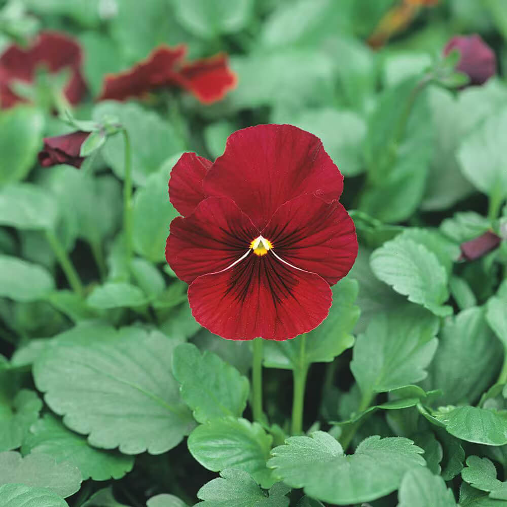 Viola Seeds – Red Blue
